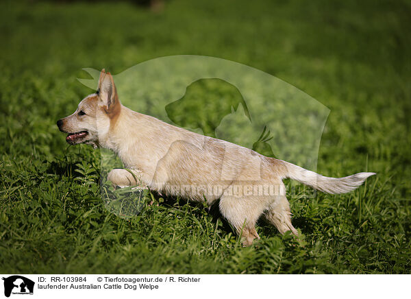 laufender Australian Cattle Dog Welpe / walking Australian Cattle Dog puppy / RR-103984