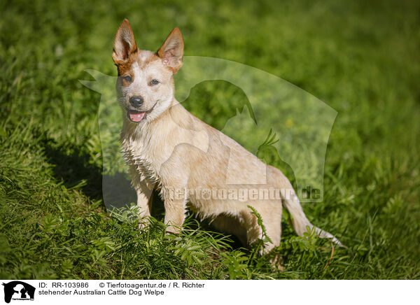 stehender Australian Cattle Dog Welpe / standing Australian Cattle Dog puppy / RR-103986