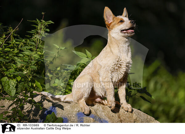 sitzender Australian Cattle Dog Welpe / RR-103989