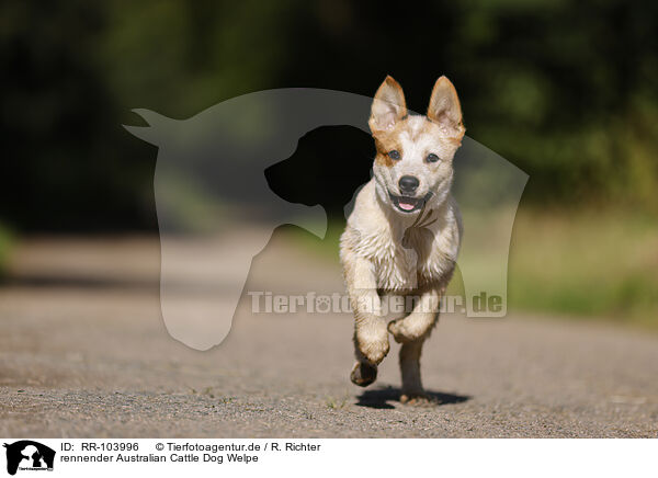 rennender Australian Cattle Dog Welpe / running Australian Cattle Dog puppy / RR-103996