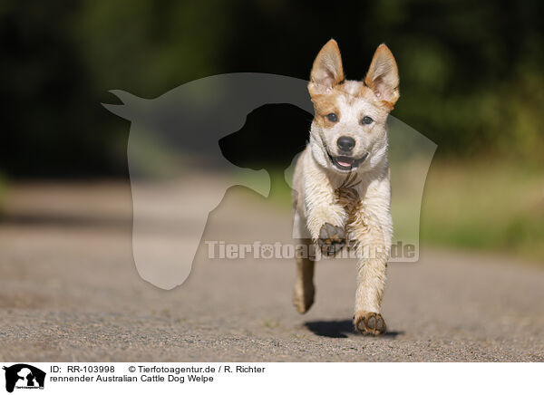 rennender Australian Cattle Dog Welpe / RR-103998