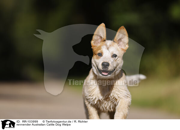 rennender Australian Cattle Dog Welpe / running Australian Cattle Dog puppy / RR-103999