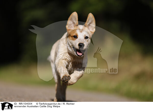 rennender Australian Cattle Dog Welpe / running Australian Cattle Dog puppy / RR-104004