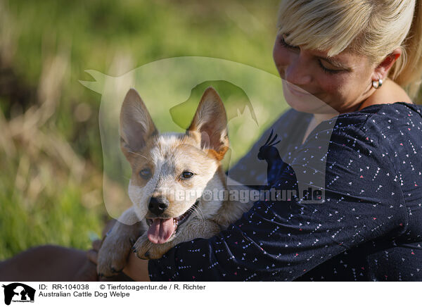 Australian Cattle Dog Welpe / Australian Cattle Dog puppy / RR-104038