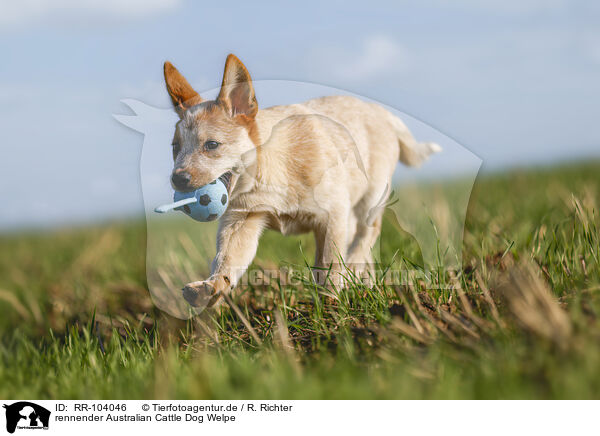 rennender Australian Cattle Dog Welpe / running Australian Cattle Dog puppy / RR-104046
