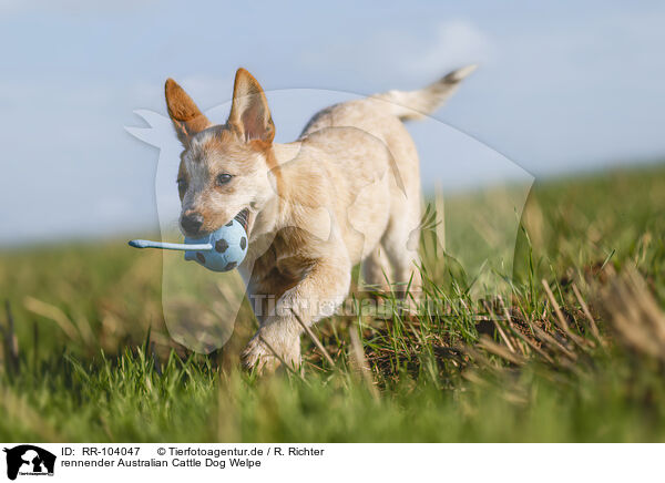 rennender Australian Cattle Dog Welpe / running Australian Cattle Dog puppy / RR-104047