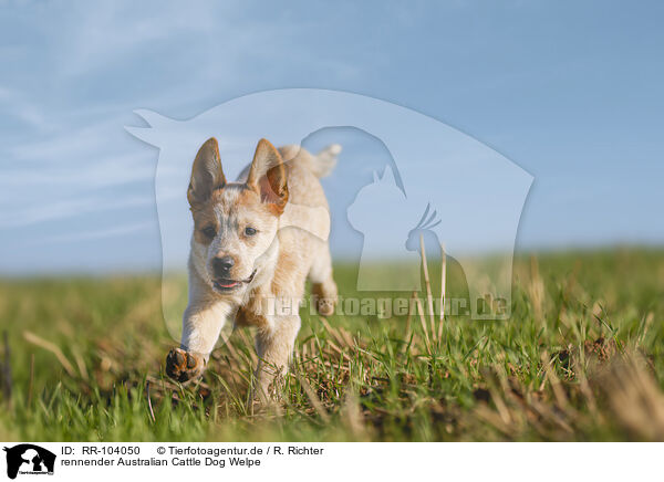 rennender Australian Cattle Dog Welpe / running Australian Cattle Dog puppy / RR-104050