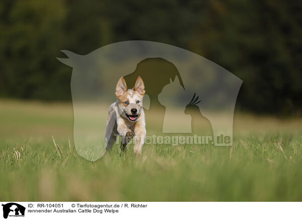rennender Australian Cattle Dog Welpe / running Australian Cattle Dog puppy / RR-104051