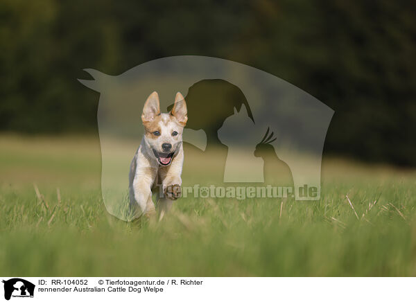 rennender Australian Cattle Dog Welpe / running Australian Cattle Dog puppy / RR-104052