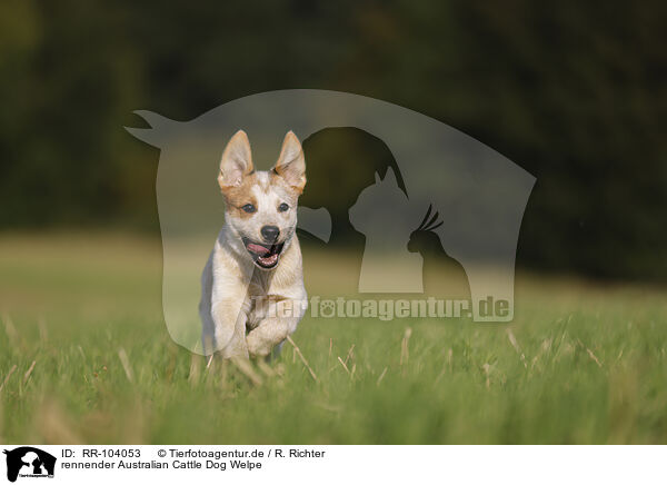 rennender Australian Cattle Dog Welpe / running Australian Cattle Dog puppy / RR-104053