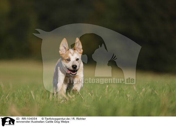 rennender Australian Cattle Dog Welpe / running Australian Cattle Dog puppy / RR-104054