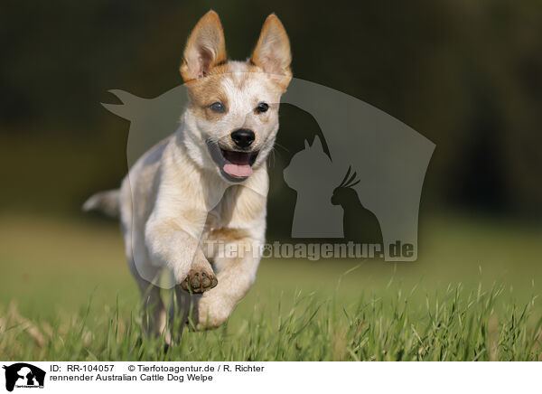 rennender Australian Cattle Dog Welpe / running Australian Cattle Dog puppy / RR-104057