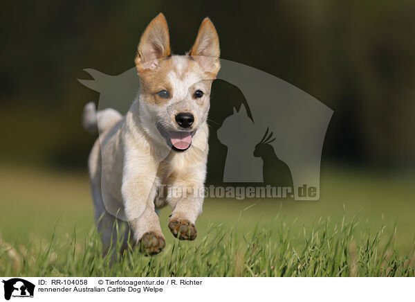 rennender Australian Cattle Dog Welpe / running Australian Cattle Dog puppy / RR-104058