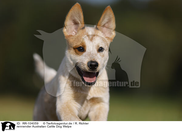 rennender Australian Cattle Dog Welpe / RR-104059