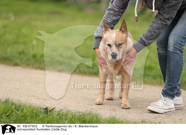 red-speckled Australian Cattle Dog / red-speckled Australian Cattle Dog / KB-07902