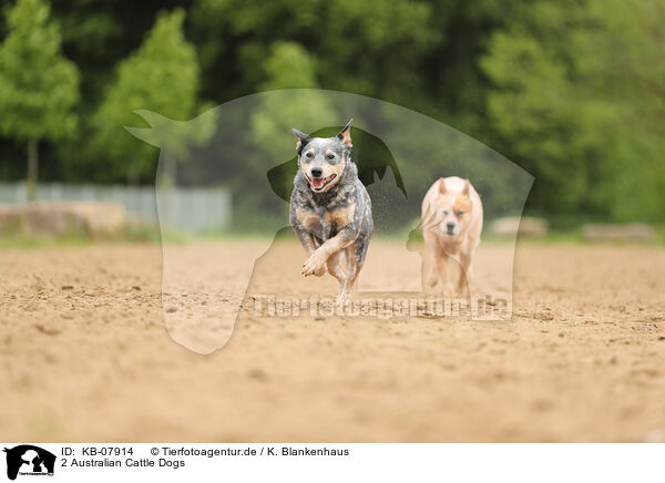 2 Australian Cattle Dogs / 2 Australian Cattle Dogs / KB-07914