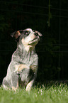 Australian Cattle Dog Welpe