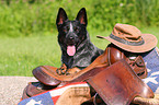 liegender Australian Cattle Dog