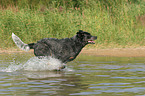 rennender Australian Cattle Dog