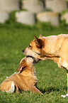 Australian Cattle Dogs