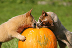 Australian Cattle Dog Welpen