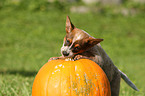 Australian Cattle Dog Welpe