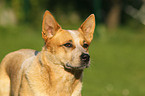 Australian Cattle Dog Portrait