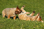 Australian Cattle Dog Welpen