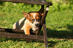 Australian Cattle Dog Welpe