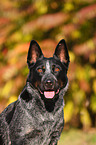 Australian Cattle Dog Portrait