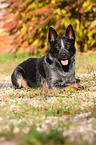 liegender Australian Cattle Dog