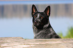 Australian Cattle Dog Portrait