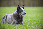 liegender Australian Cattle Dog