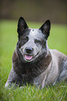 liegender Australian Cattle Dog