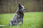 sitzender Australian Cattle Dog