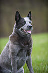 Australian Cattle Dog Portrait