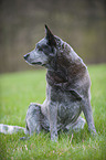 sitzender Australian Cattle Dog