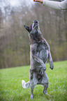 Australian Cattle Dog macht Mnnchen