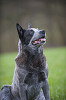 Australian Cattle Dog Portrait