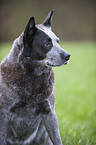 Australian Cattle Dog Portrait