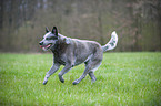 rennender Australian Cattle Dog