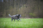 rennender Australian Cattle Dog