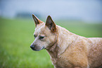 Australian Cattle Dog Portrait