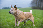 Australian Cattle Dog