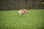 spielender Australian Cattle Dog