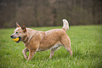 spielender Australian Cattle Dog