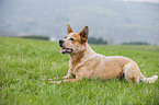 liegender Australian Cattle Dog