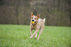 spielender Australian Cattle Dog