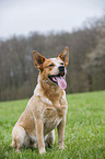 sitzender Australian Cattle Dog