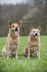 2 Australian Cattle Dogs